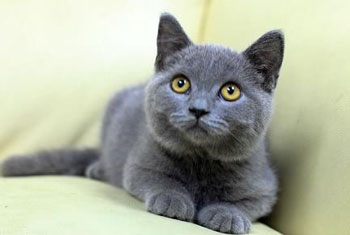 英國(guó)短毛貓